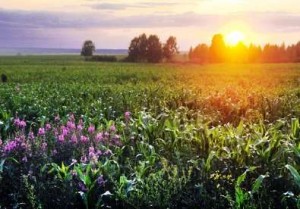 Едва лишь первые лучи